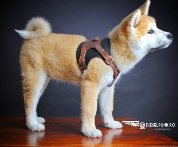 Кожаная шлейка для собак